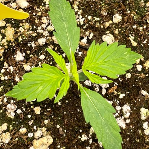 Milky Way - Variegated growlog timeline photo