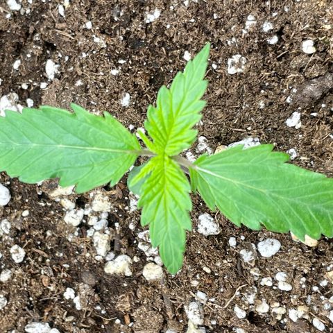 Sexxpot #1 growlog timeline photo