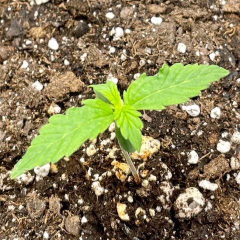 Blue Knight #1 growlog timeline photo