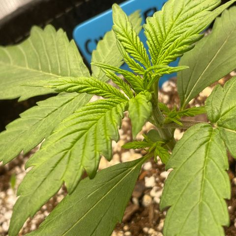 Cinderella #1 growlog timeline photo