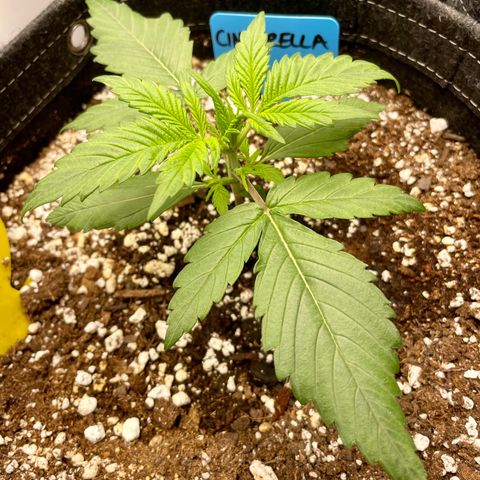 Cinderella #1 growlog timeline photo