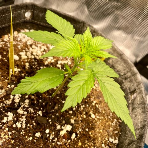 Moonshine Cookies growlog timeline photo