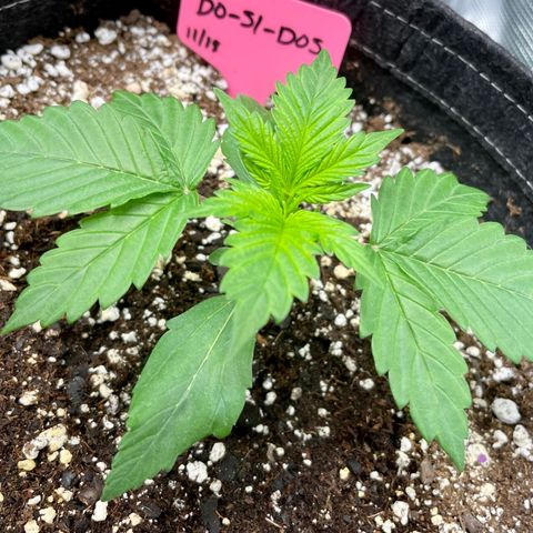 Do-Si-Dos #1 growlog timeline photo