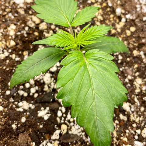 Bruce Banner #1 growlog timeline photo