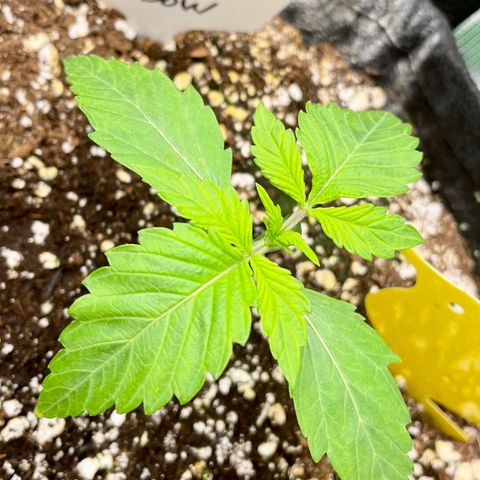 Growlog-Zeitleistenfoto von White Widow #1