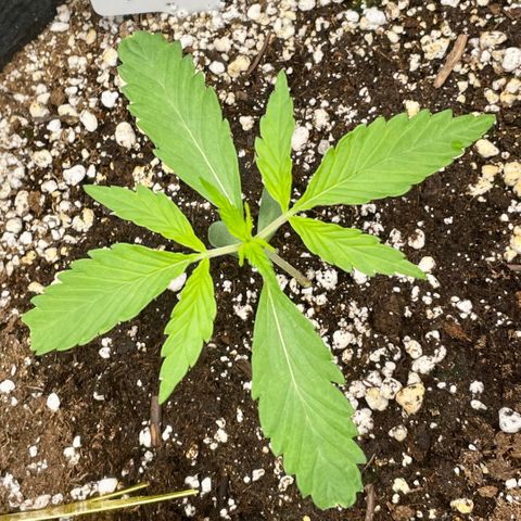 White Widow #2 growlog timeline photo