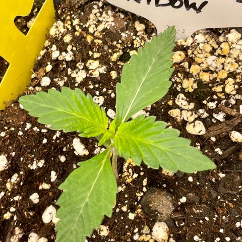 White Widow #3 growlog timeline photo