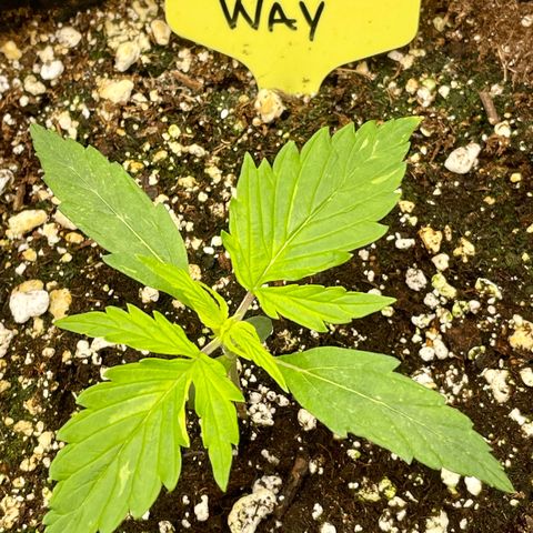 Milky Way - Variegated growlog timeline photo
