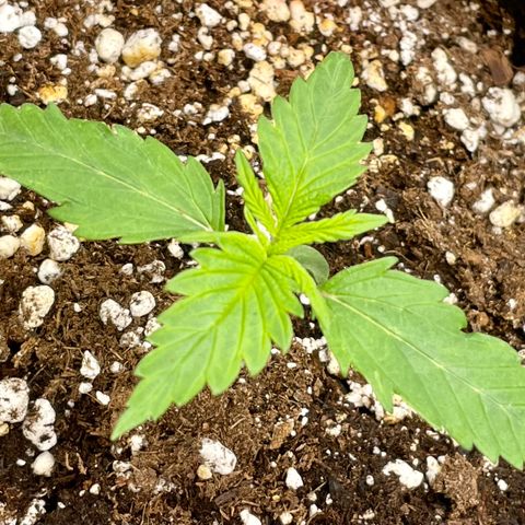 Sexxpot #1 growlog timeline photo