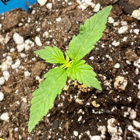 Blue Knight #1 growlog timeline photo