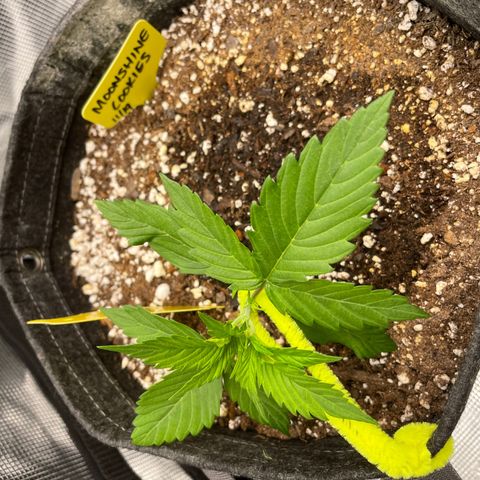 Moonshine Cookies growlog photo: My first LST