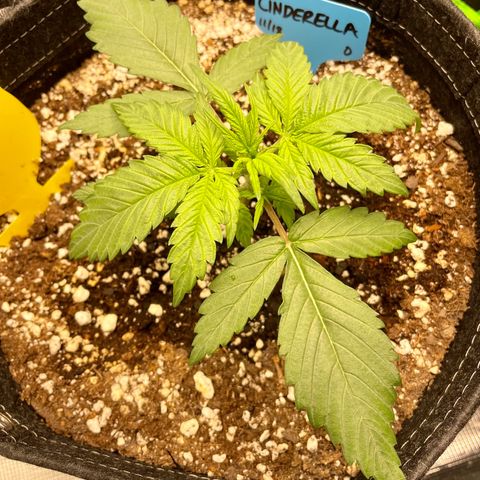 Cinderella #1 growlog timeline photo