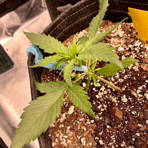 Cinderella #1 growlog photo: After LST