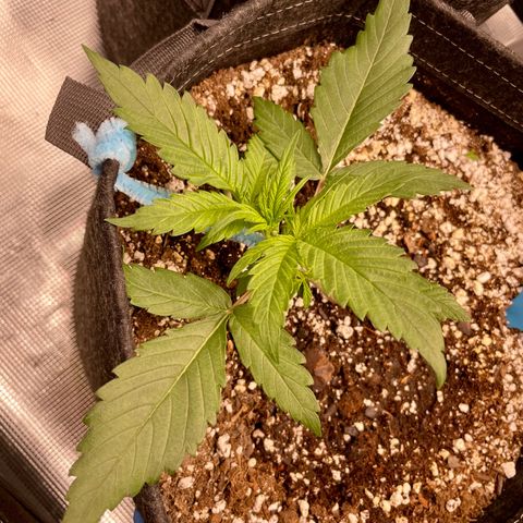 Cinderella #1 growlog photo: After LST