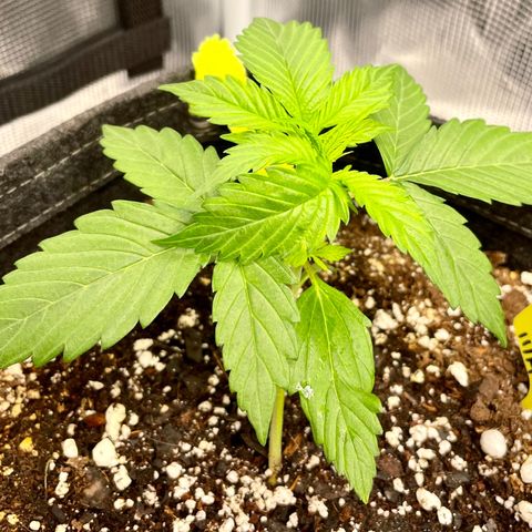 Moonshine Cookies growlog timeline photo