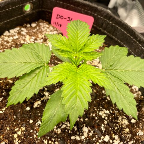 Do-Si-Dos #1 growlog timeline photo