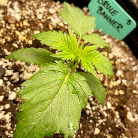 Bruce Banner #1 growlog timeline photo