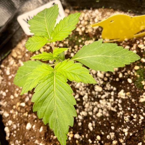 Growlog-Zeitleistenfoto von White Widow #1