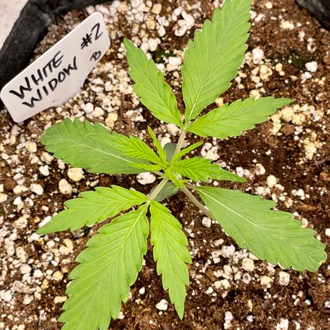 White Widow #2 growlog timeline photo