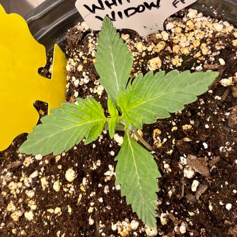 White Widow #3 growlog timeline photo