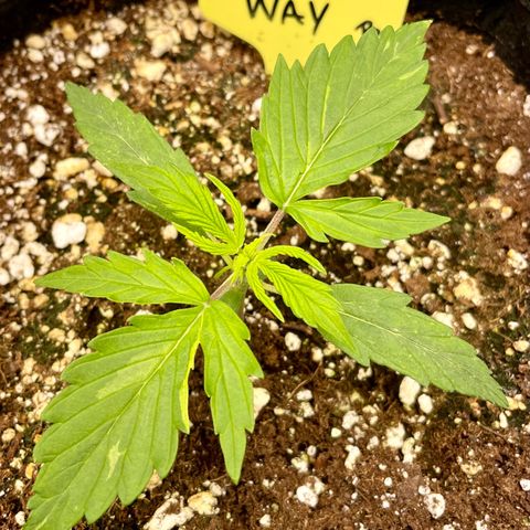 Milky Way - Variegated growlog timeline photo