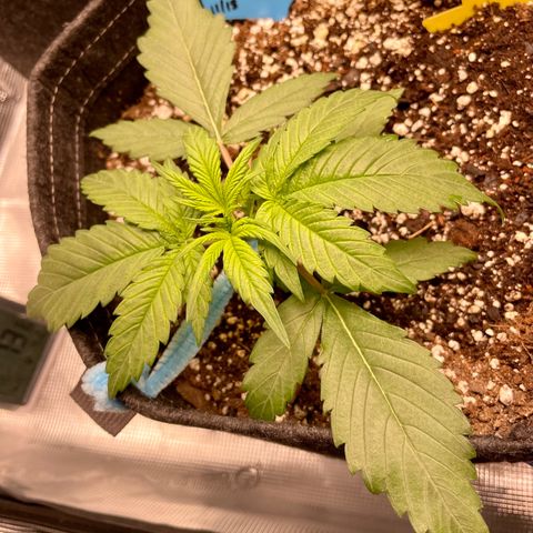 Cinderella #1 growlog timeline photo