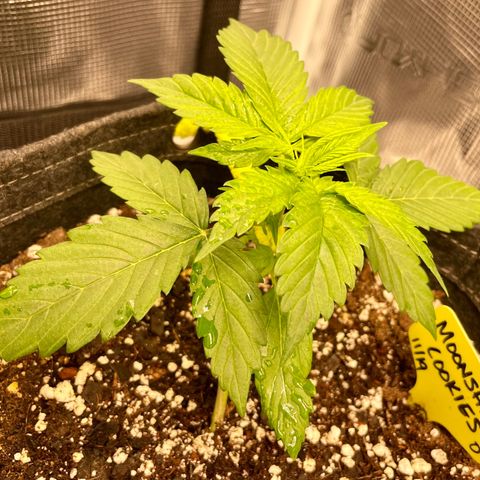 Moonshine Cookies growlog timeline photo