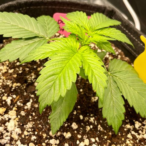 Do-Si-Dos #1 growlog timeline photo