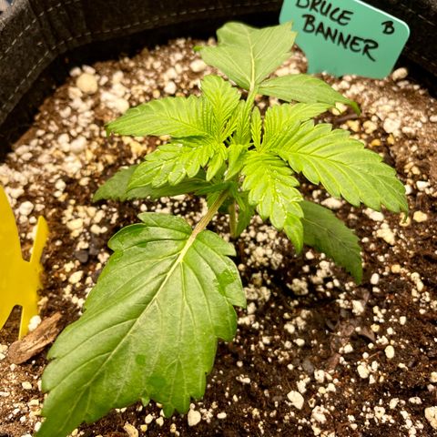 Bruce Banner #1 growlog timeline photo
