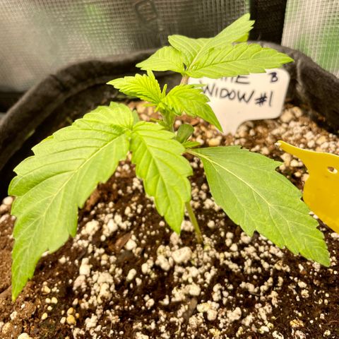 Growlog-Zeitleistenfoto von White Widow #1