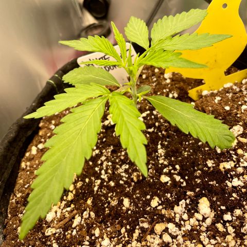 White Widow #2 growlog timeline photo