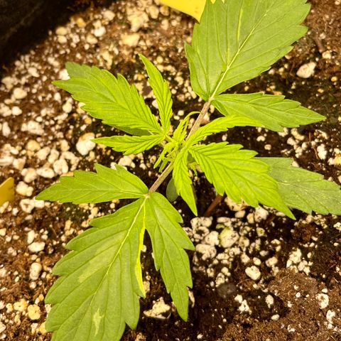 Milky Way - Variegated growlog timeline photo