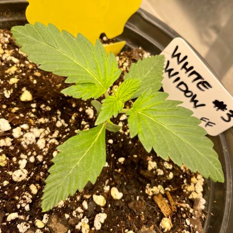 White Widow #3 growlog timeline photo