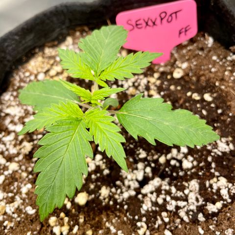 Sexxpot #1 growlog timeline photo