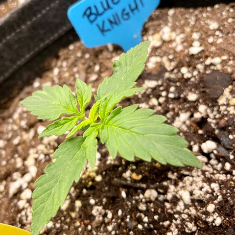 Blue Knight #1 growlog timeline photo