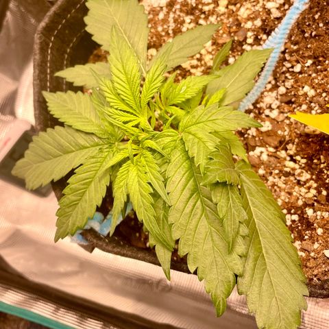 Cinderella #1 growlog timeline photo