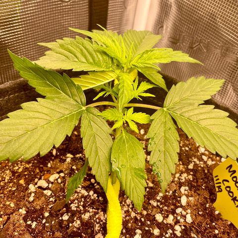 Moonshine Cookies growlog timeline photo