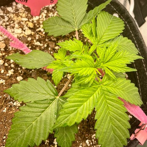 Do-Si-Dos #1 growlog timeline photo