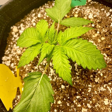 Bruce Banner #1 growlog timeline photo