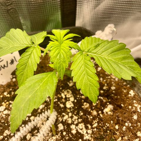 Growlog-Zeitleistenfoto von White Widow #1