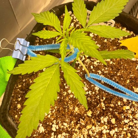 White Widow #2 growlog timeline photo