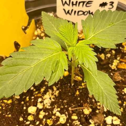 White Widow #3 growlog timeline photo