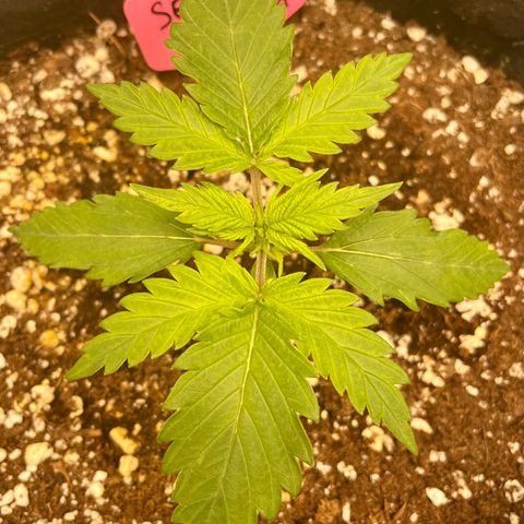 Sexxpot #1 growlog timeline photo