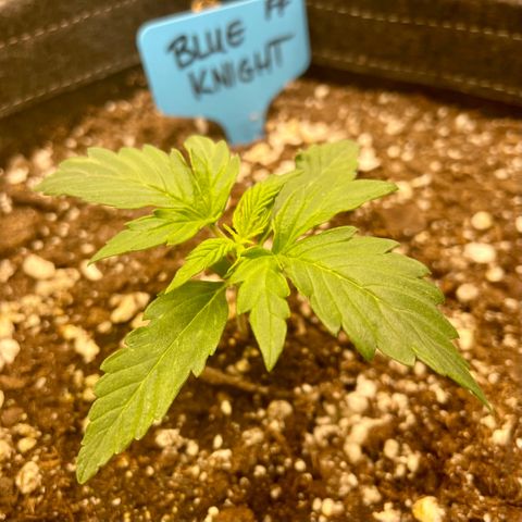 Blue Knight #1 growlog timeline photo