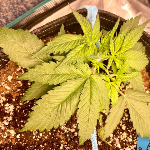 Cinderella #1 growlog timeline photo