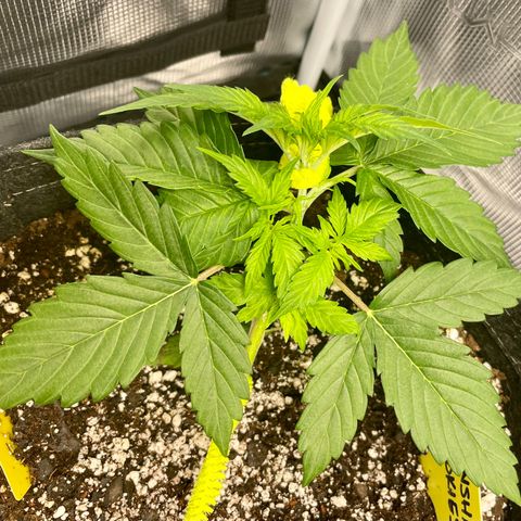 Moonshine Cookies growlog timeline photo