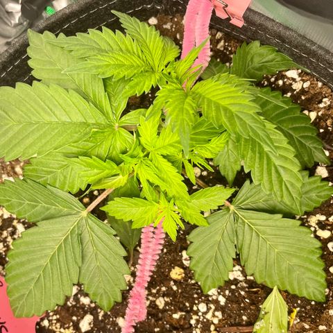 Do-Si-Dos #1 growlog timeline photo