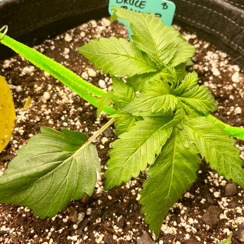 Bruce Banner #1 growlog timeline photo