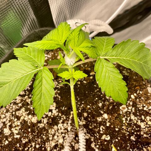 Growlog-Zeitleistenfoto von White Widow #1