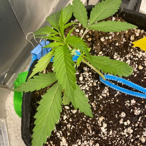White Widow #2 growlog timeline photo